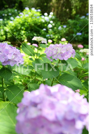 鮮豔的綠色繡球花 138658684