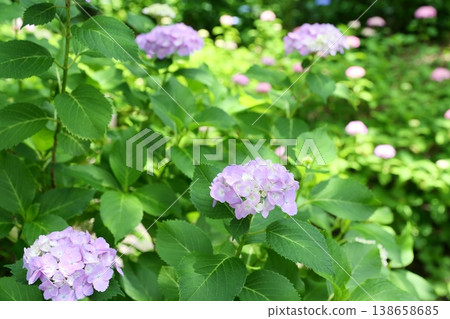 鮮豔的綠色繡球花 138658685