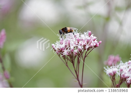 A small visitor, drawn in by the scent of Eupatorium fortunei A small visitor, drawn in by the scent of Eupatorium fortunei 138658968