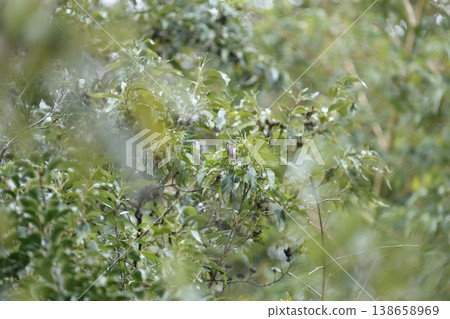 The chestnut tiger butterfly: a tiny butterfly that peeks in and out from among the dense foliage. The chestnut tiger butterfly: a tiny butterfly that peeks in and out from among the dense foliage. 138658969