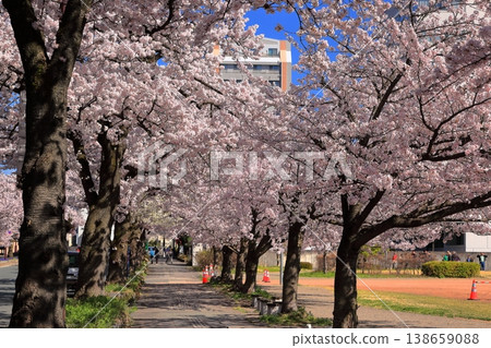 大手町街的加城公園,藍天白雲,櫻花盛開 大手町街的加城公園,藍天白雲,櫻花盛開 138659088