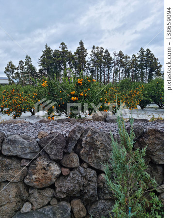 This is a tangerine field visible beyond the stone wall. 138659094