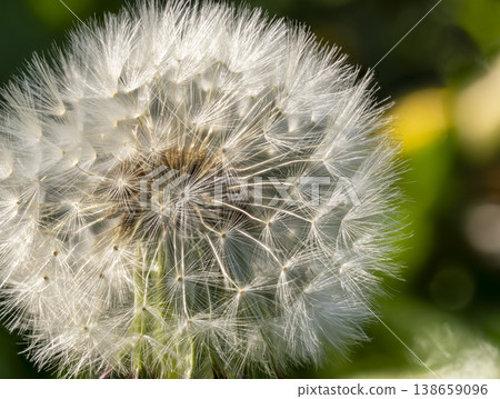 蒲公英的絨毛特寫鏡頭 蒲公英的絨毛特寫鏡頭 138659096