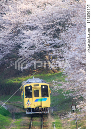 櫻花樹和「菜花」列車(平成築豐鐵道) 櫻花樹和「菜花」列車(平成築豐鐵道) 138659305