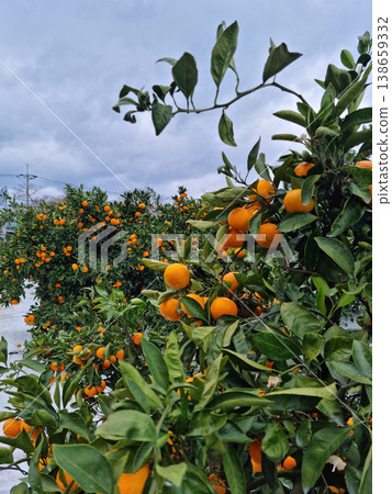 This is a tangerine farm in Jeju Island. 138659332