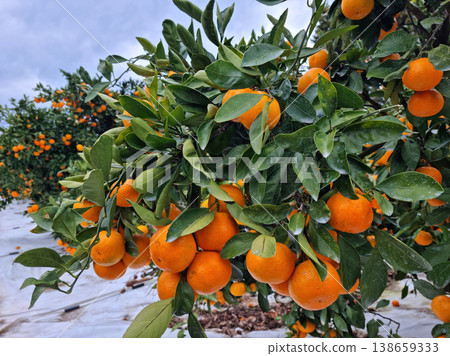 This is a tangerine farm in Jeju Island. 138659333