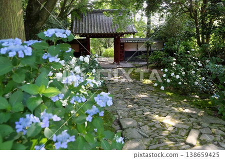 Vibrant hydrangea blossoms (Honkoji Temple, Koda Town, Aichi Prefecture) Vibrant hydrangea blossoms (Honkoji Temple, Koda Town, Aichi Prefecture) 138659425