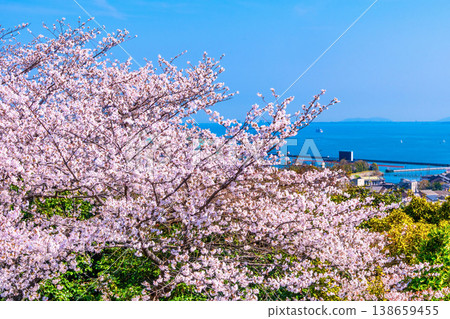 Cherry blossoms and views at Mii-dera Temple 138659455
