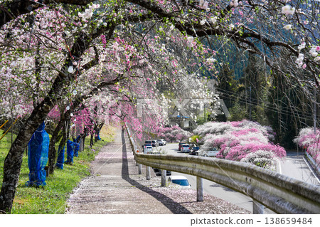 A tree-lined street with blooming peach and cherry blossoms, and a curved guardrail (a colorful spring scene) A tree-lined street with blooming peach and cherry blossoms, and a curved guardrail (a colorful spring scene) 138659484
