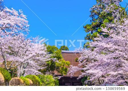 Cherry blossoms and the main hall of Mii-dera Temple Cherry blossoms and the main hall of Mii-dera Temple 138659569