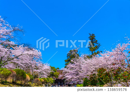 Cherry blossoms and the main hall of Mii-dera Temple 138659576