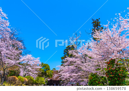 Cherry blossoms and the main hall of Mii-dera Temple 138659578