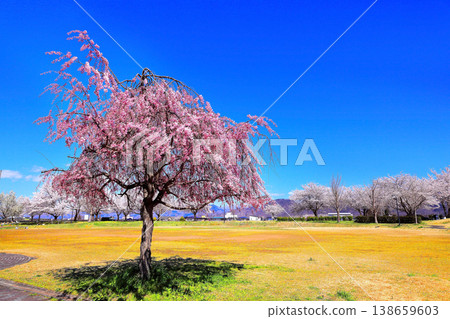 公園裡藍天白雲,櫻花盛開。 公園裡藍天白雲,櫻花盛開。 138659603