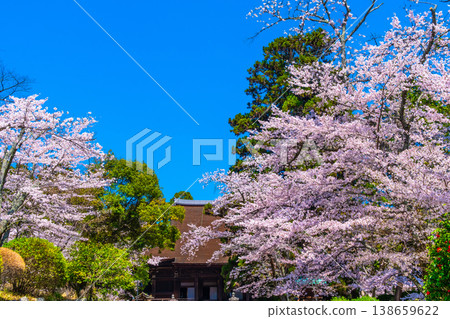 Cherry blossoms and the main hall of Mii-dera Temple Cherry blossoms and the main hall of Mii-dera Temple 138659622