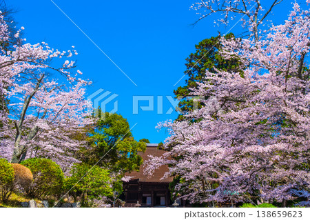 Cherry blossoms and the main hall of Mii-dera Temple Cherry blossoms and the main hall of Mii-dera Temple 138659623