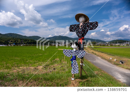 A scarecrow left in a rice paddy after rice harvesting 138659701