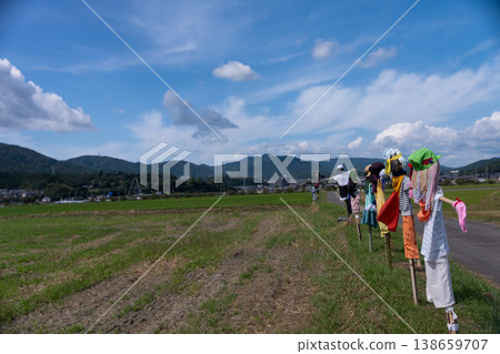A scarecrow left in a rice paddy after rice harvesting 138659707