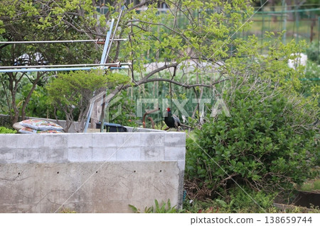 A male pheasant was spotted in a residential area. 138659744