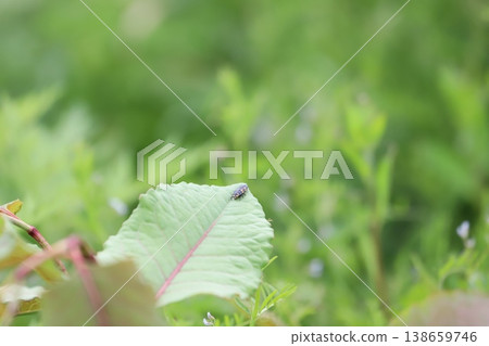 瓢蟲幼蟲停在葉子上 138659746