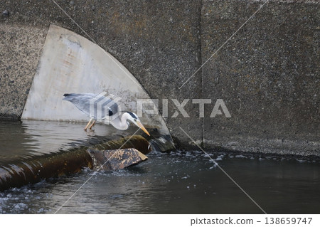 一隻蒼鷺正悄悄接近一條小魚。 138659747