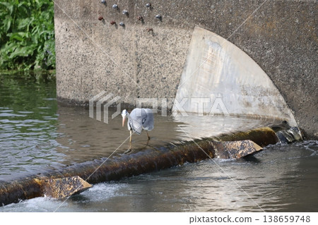 一隻蒼鷺正悄悄接近一條小魚。 138659748
