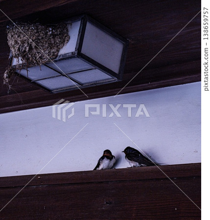 Swallows building nests under the eaves of teahouses in the teahouse district Swallows building nests under the eaves of teahouses in the teahouse district 138659757