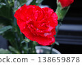 Carnations wet with rain 138659878
