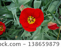 Red tulip 138659879