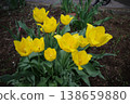 Yellow tulip 138659880