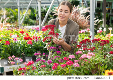Young woman choosing pentas mix in flower shop Young woman choosing pentas mix in flower shop 138660001