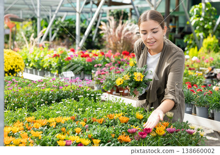 Young woman choosing gazania in flower shop 138660002