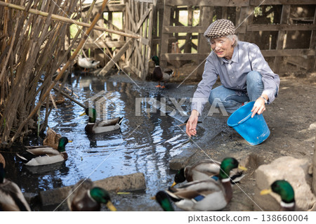 Mature European woman squatting on heaps and holding bucket feeding for mallard ducks near farm pond on sunny day in spring 138660004