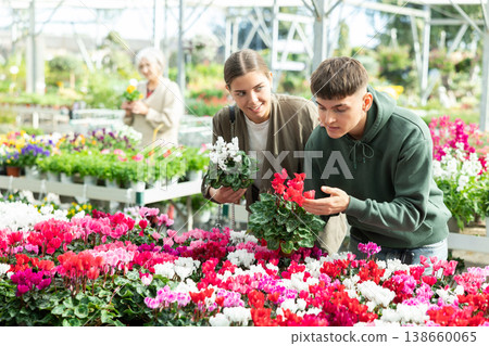 Couple customer-onlooker curiously examines showcase exhibition with indoor plant cyclamen Couple customer-onlooker curiously examines showcase exhibition with indoor plant cyclamen 138660065
