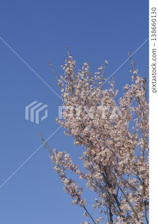 Cherry blossoms in blue sky Cherry blossoms in blue sky 138660130