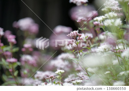 Eupatorium fortunei, a tranquil natural landscape with clusters of pale pink small flowers. Eupatorium fortunei, a tranquil natural landscape with clusters of pale pink small flowers. 138660350