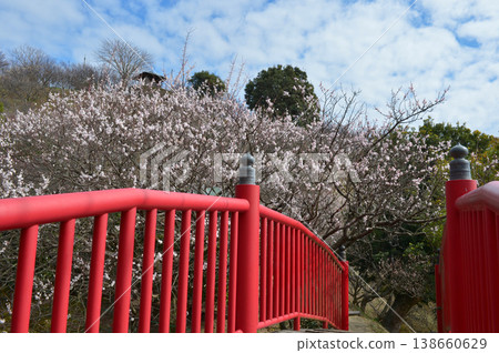 A view of the plum blossom village from the vermilion crown bridge (Hikari City, Yamaguchi Prefecture) A view of the plum blossom village from the vermilion crown bridge (Hikari City, Yamaguchi Prefecture) 138660629