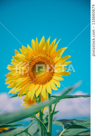 Sunflower in the blue sky Sunflower in the blue sky 138660674