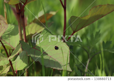 Ladybug larva perched on a leaf 138660713