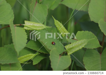 瓢蟲幼蟲停在葉子上 瓢蟲幼蟲停在葉子上 138660714