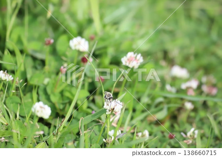 A bee perched on a white clover. A bee perched on a white clover. 138660715
