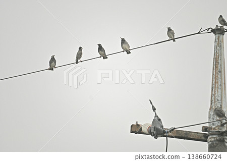 Starlings gathered on electric wires Starlings gathered on electric wires 138660724