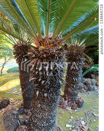 Cycadism tree Cycadism tree 138660728