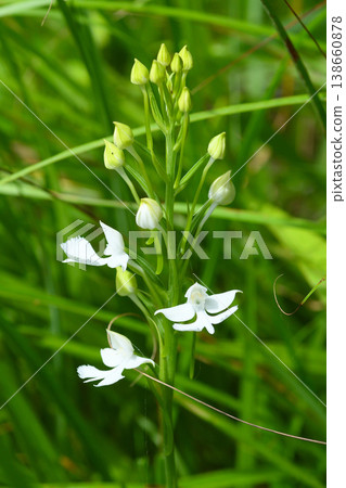 Daisakusou Daisakusou 138660878