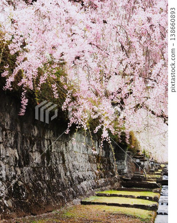 Shizuoka Prefecture, Taiseki-ji Temple, Weeping Cherry Blossoms in Full Bloom, March Shizuoka Prefecture, Taiseki-ji Temple, Weeping Cherry Blossoms in Full Bloom, March 138660893