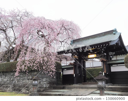 Shizuoka Prefecture: Temple lodgings and cherry blossoms at Taiseki-ji Temple, March Shizuoka Prefecture: Temple lodgings and cherry blossoms at Taiseki-ji Temple, March 138660900