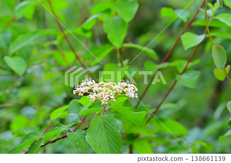 Spring flowers: Malus sieboldii, season of fresh greenery, nature park 138661139