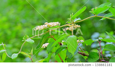 Spring flowers: Malus sieboldii, season of fresh greenery, nature park 138661181