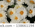 Double small chrysanthemum flower 138661194