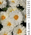 Double small chrysanthemum flower 138661195