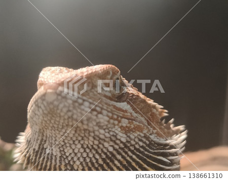 Detailed close-up portrait of a bearded dragon showcasing intricate scales and vibrant colors in a natural habitat setting 138661310
